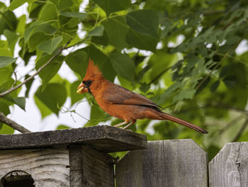 Bird perching on a fence