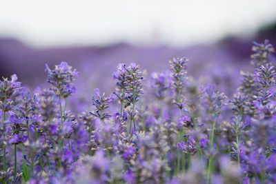 Close-up of purple flowering plants on field