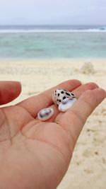 Close-up of hand holding shells at beach against sky