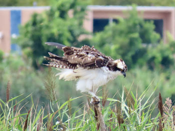 Close-up of a bird flying