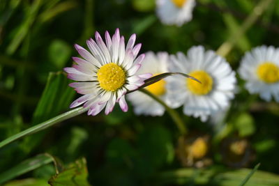 Close-up of daisy flowers