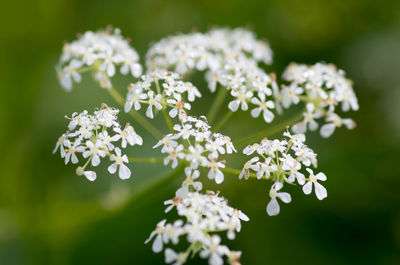 Close-up of white flowers blooming outdoors