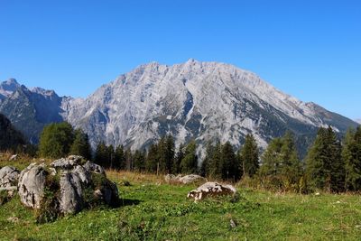 Panoramic shot of trees on field against sky