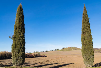 Trees on field against clear blue sky