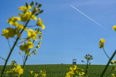 Yellow flowers on field against clear sky