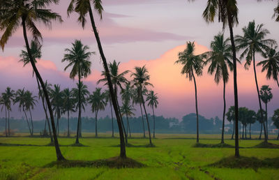 Palm trees on field against sky during sunset
