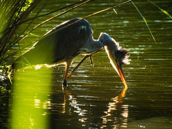 Side view of a bird in water