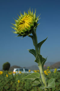 Close-up of yellow flower against clear sky