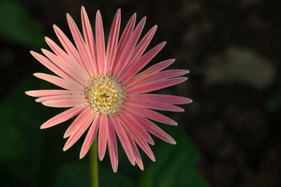 Close-up of pink daisy flower