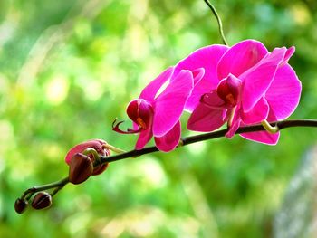 Close-up of pink flowering plant