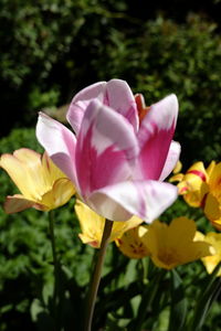 Close-up of pink flowering plants