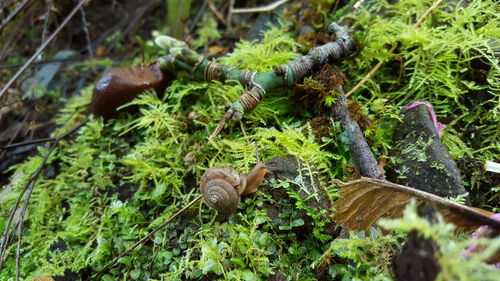 Close-up of plants