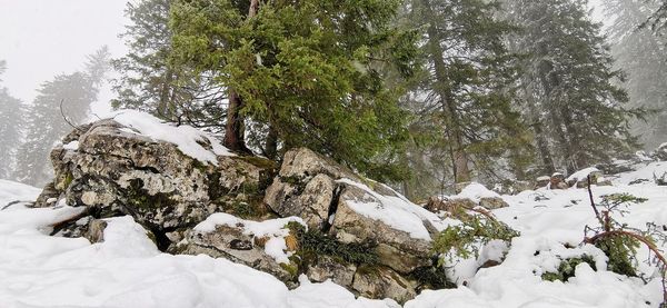 Snow covered trees in forest