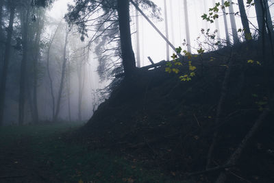 Trees on field in forest