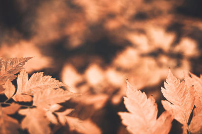 Autumn scene with orange leaves and blurred brown branches