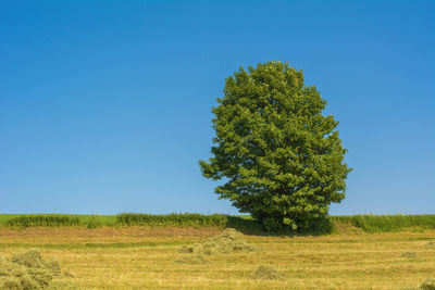 Tree on field against clear blue sky