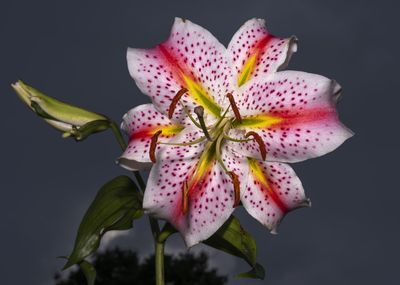 Close-up of pink lily flowers against black background
