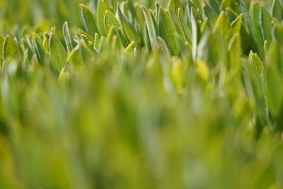 Close-up of crops growing on field