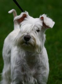 Close-up portrait of white dog on field