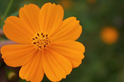 Close-up of yellow flower blooming outdoors