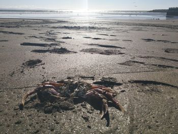 Crab on shore at beach against sky