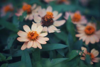 Close-up of white zinnias blooming outdoors