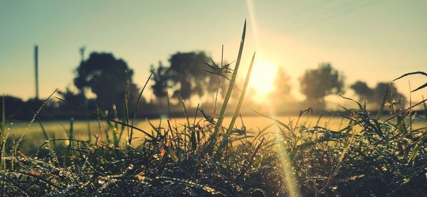 Close-up of grass on field against sky during sunset