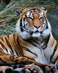 Close-up portrait of a tiger