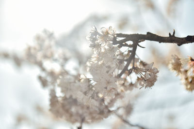 Close-up of cherry blossom tree during winter