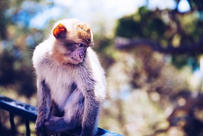 High angle view of monkey sitting on railing