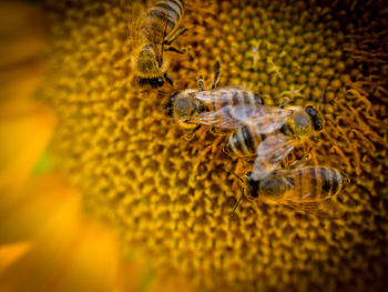 Close-up of bees on flower