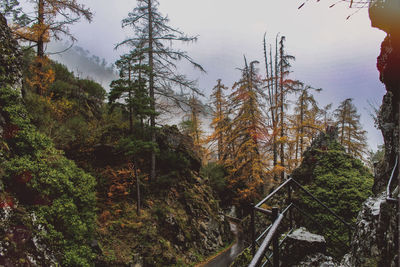 Plants and trees in forest against sky