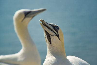 Close-up of a bird