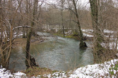 Bare trees by river in forest during winter