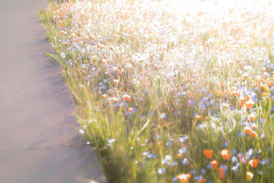 Close-up of flowering plants growing on field