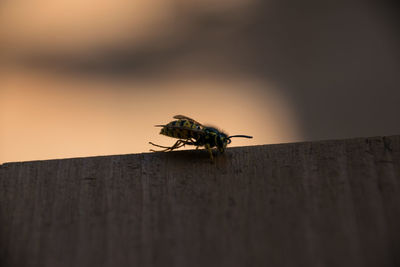 Insect on wall