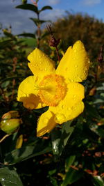 Close-up of water drops on yellow rose flower