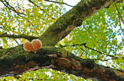 Low angle view of lichen growing on tree trunk