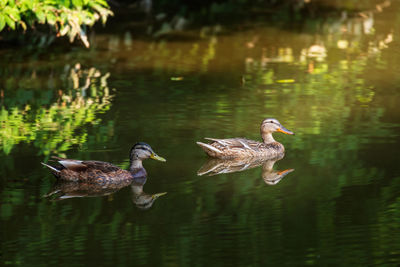 Ducks swimming in lake