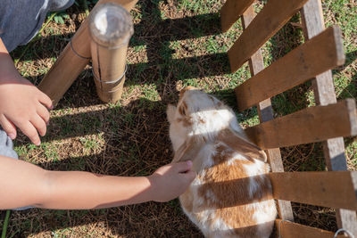 Hand of little girl touching rabbit in the farm