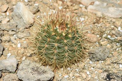 High angle view of cactus growing on rock