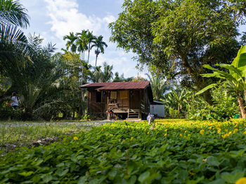 Plants growing on field by building against sky