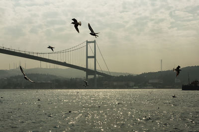 Birds flying by the bridge 