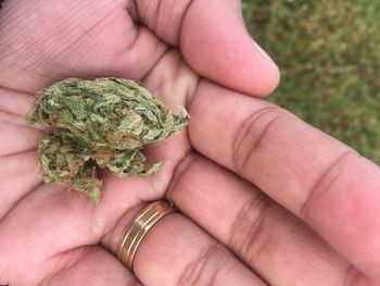 Cropped hand of person holding marijuana