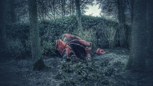 Horse cart in forest