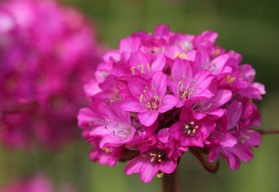 Close-up of pink flowers