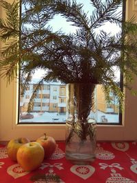 View of fruits on tree