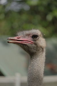 Close-up of bird