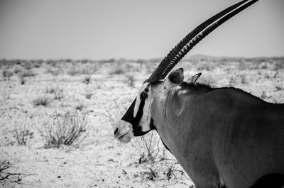 Close-up of gemsbok on landscape against clear sky