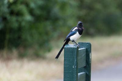 Close-up of bird perching on wood